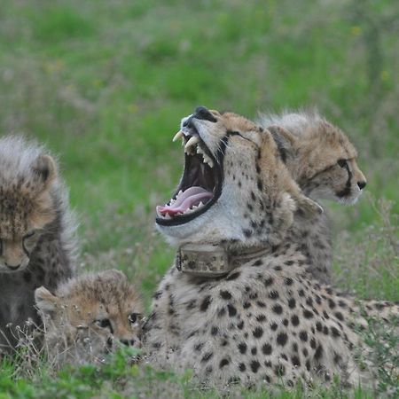 Hopewell Private Game Reserve Buyskloof エクステリア 写真