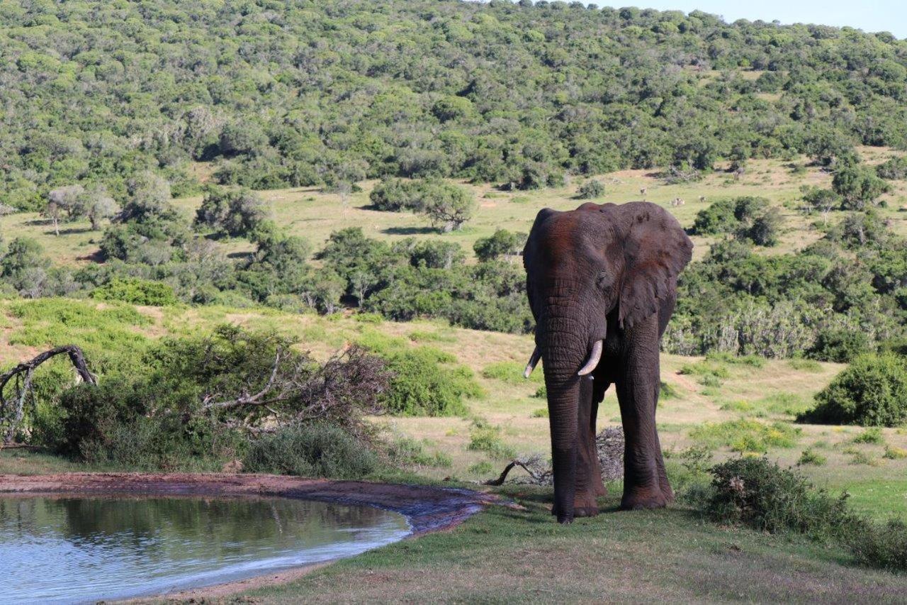 Hopewell Private Game Reserve Buyskloof エクステリア 写真