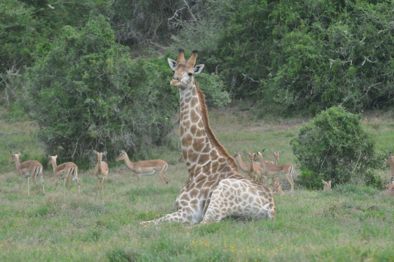 Hopewell Private Game Reserve Buyskloof エクステリア 写真