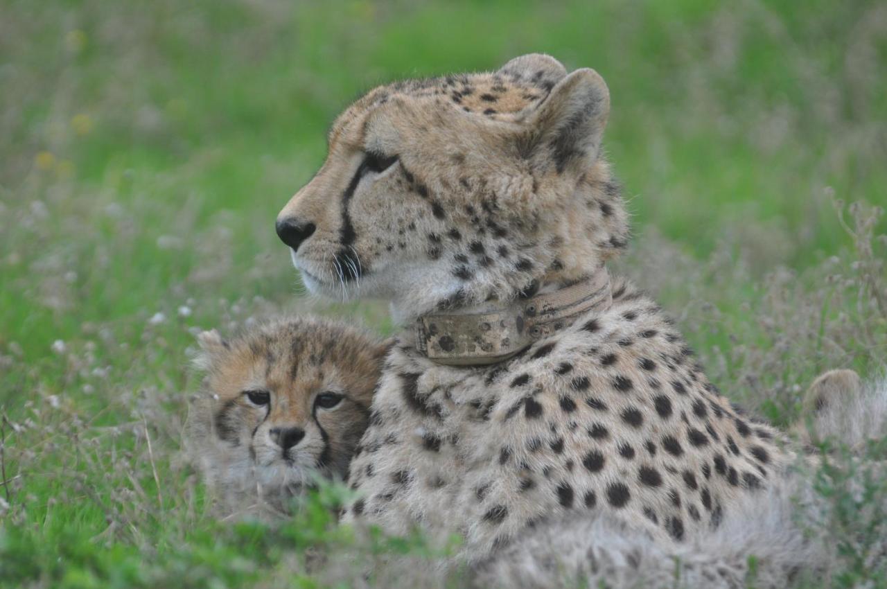 Hopewell Private Game Reserve Buyskloof エクステリア 写真