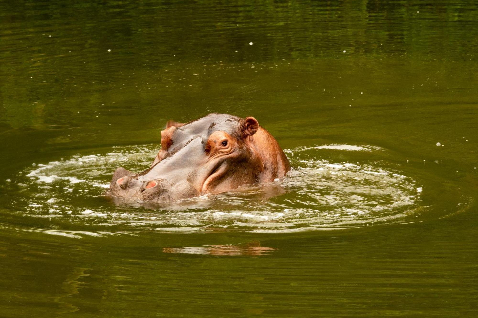 Hopewell Private Game Reserve Buyskloof エクステリア 写真