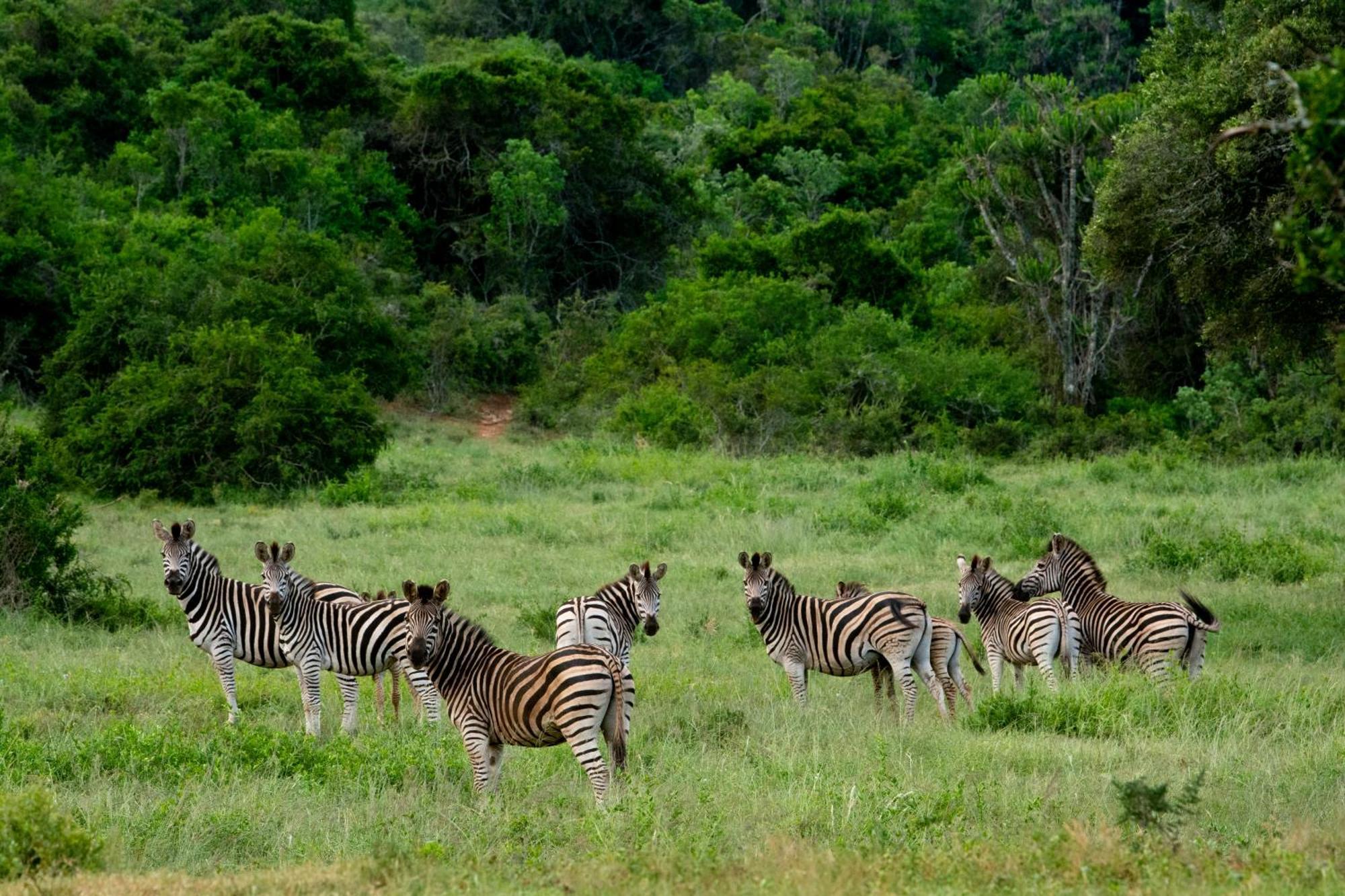 Hopewell Private Game Reserve Buyskloof エクステリア 写真
