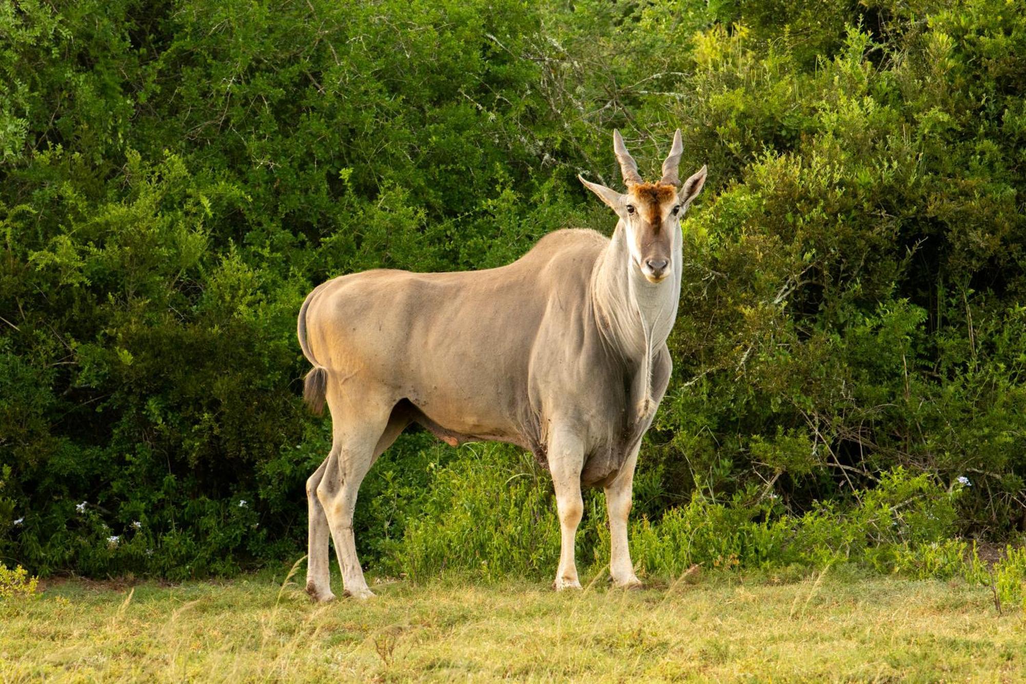 Hopewell Private Game Reserve Buyskloof エクステリア 写真