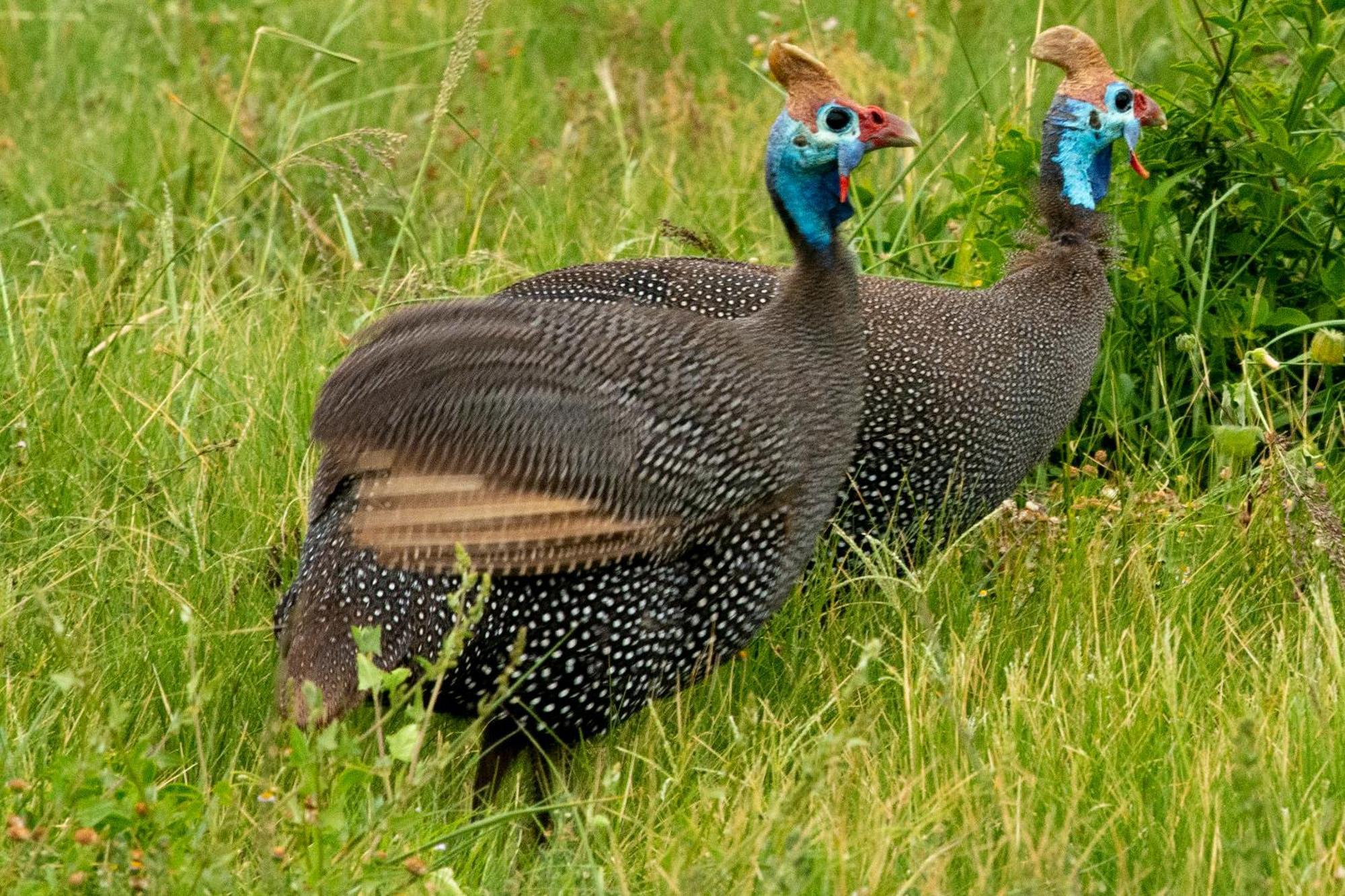 Hopewell Private Game Reserve Buyskloof エクステリア 写真