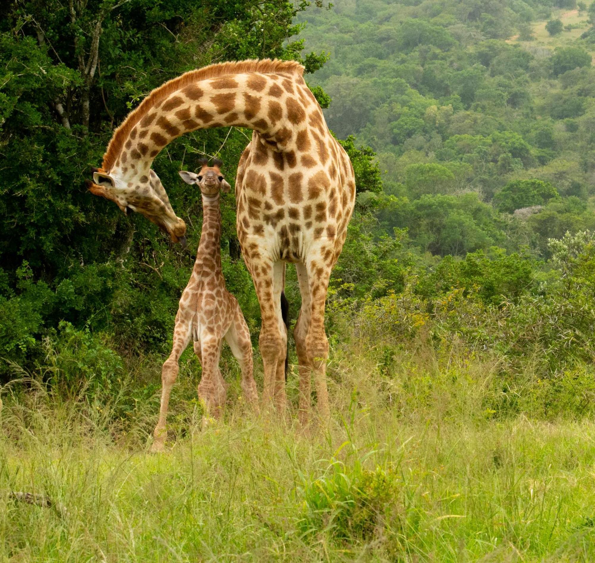 Hopewell Private Game Reserve Buyskloof エクステリア 写真