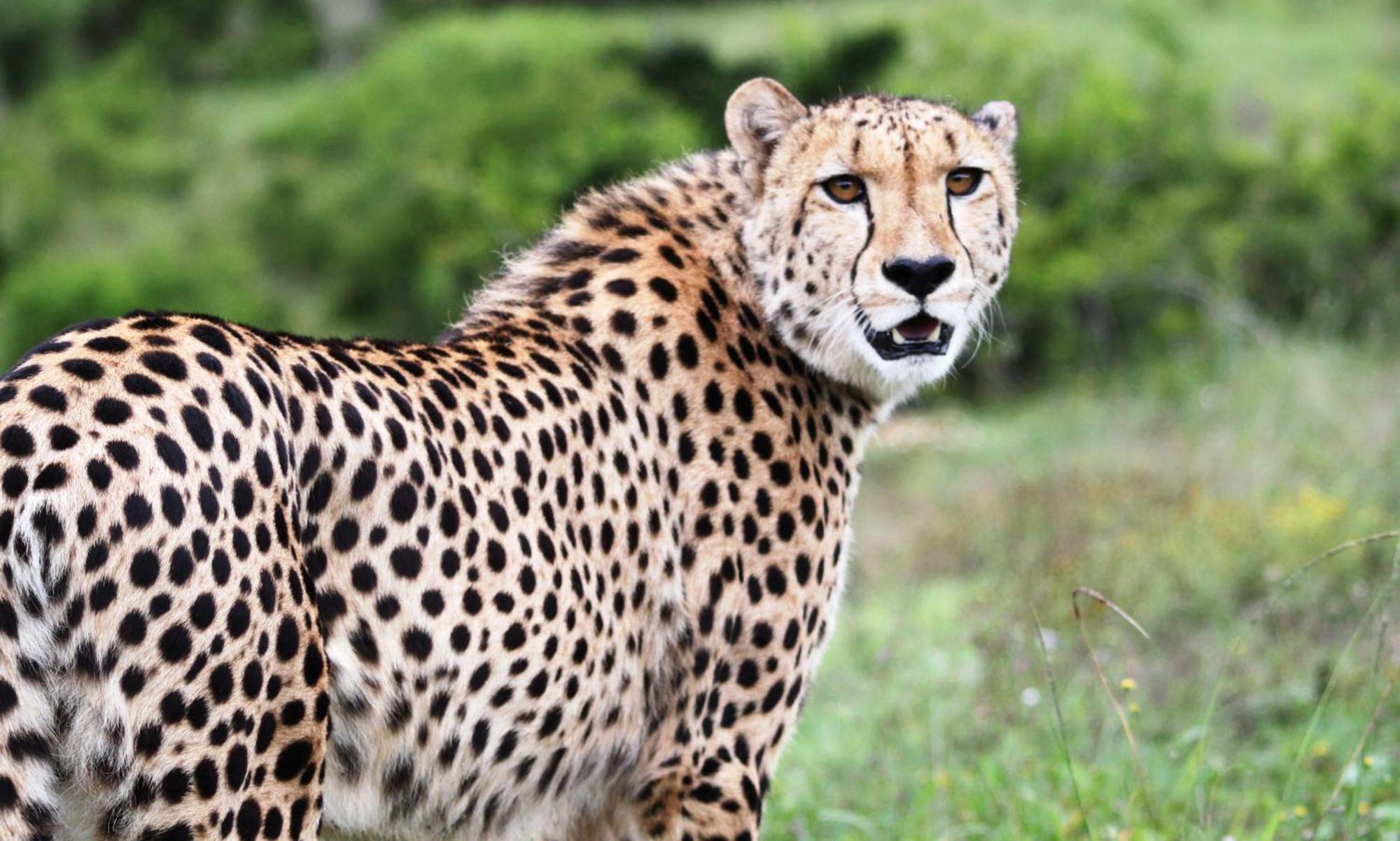 Hopewell Private Game Reserve Buyskloof エクステリア 写真