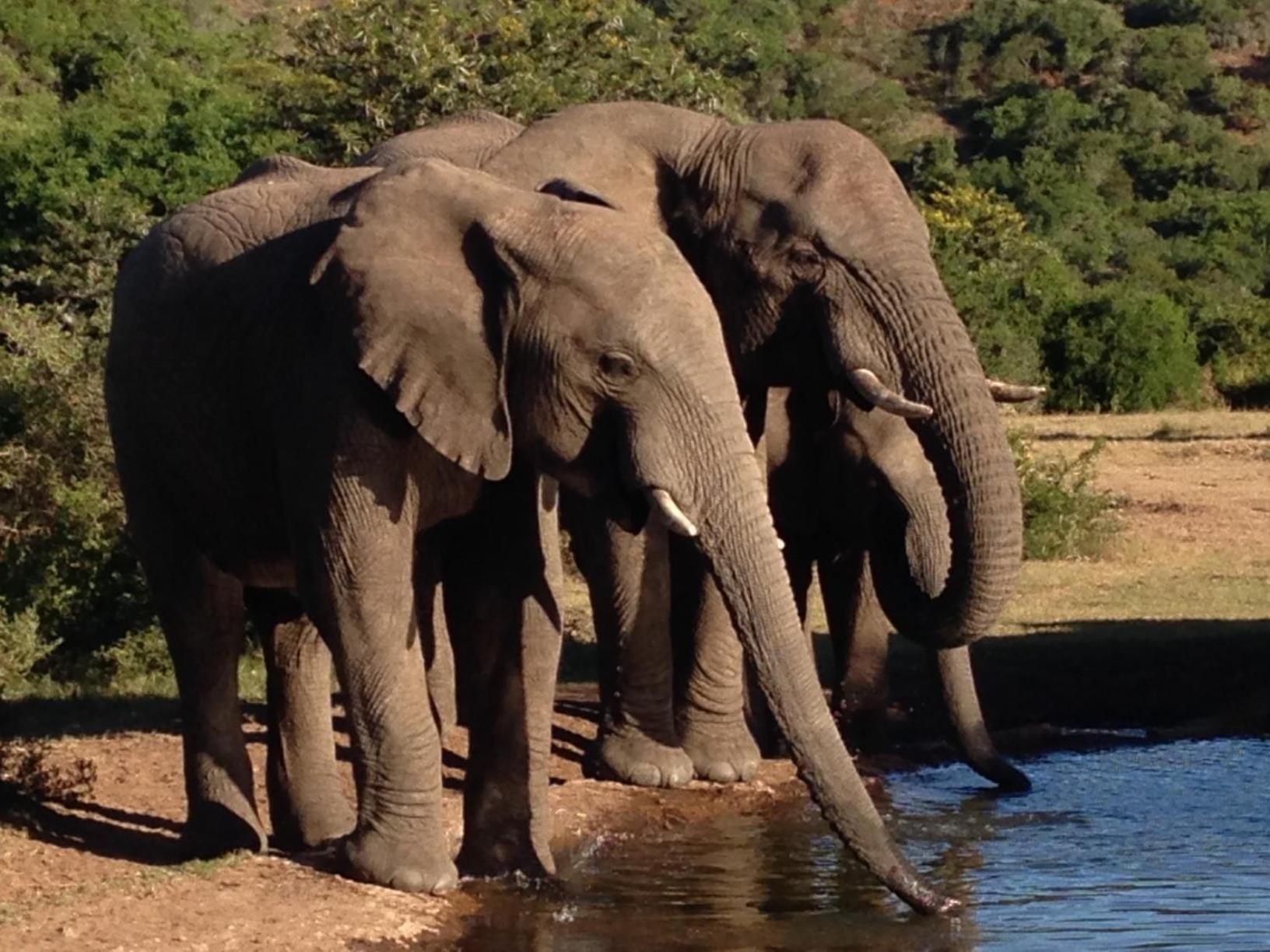 Hopewell Private Game Reserve Buyskloof エクステリア 写真