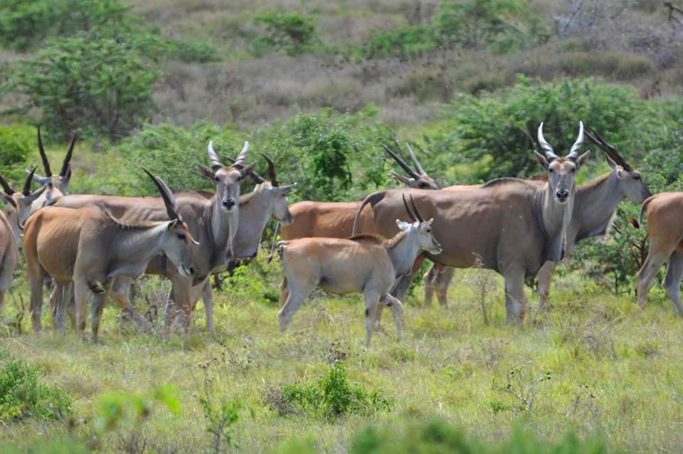 Hopewell Private Game Reserve Buyskloof エクステリア 写真