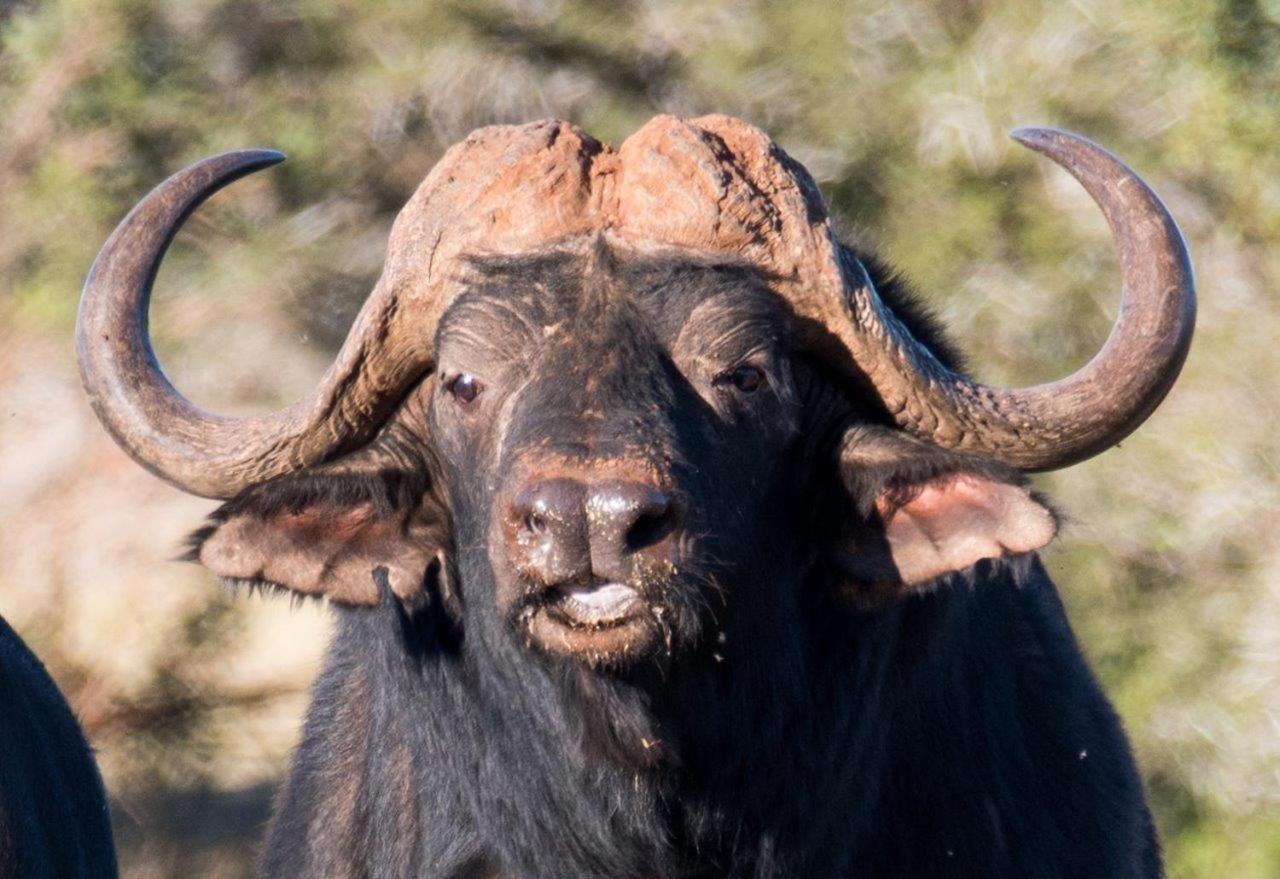 Hopewell Private Game Reserve Buyskloof エクステリア 写真