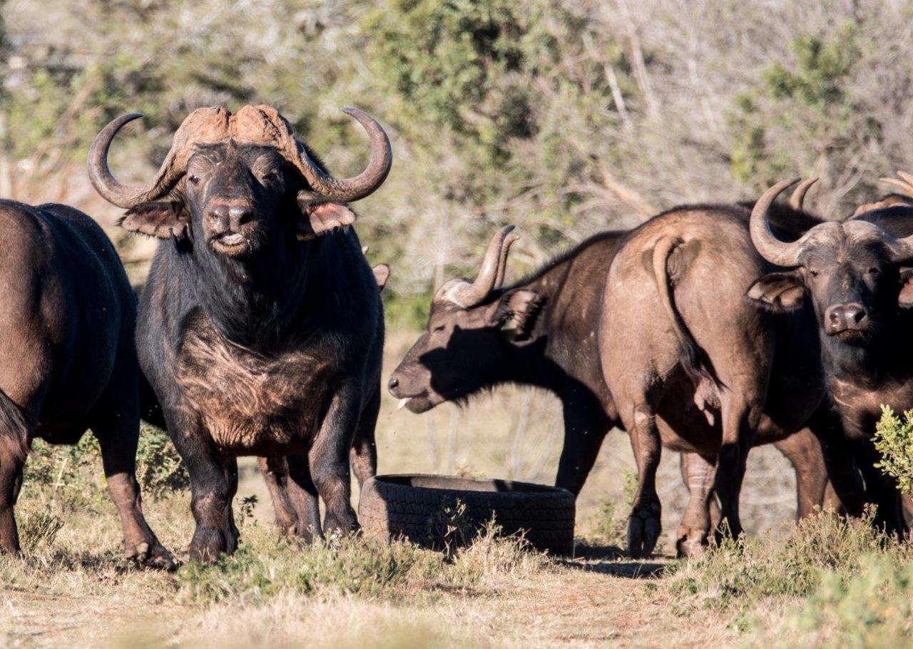 Hopewell Private Game Reserve Buyskloof エクステリア 写真