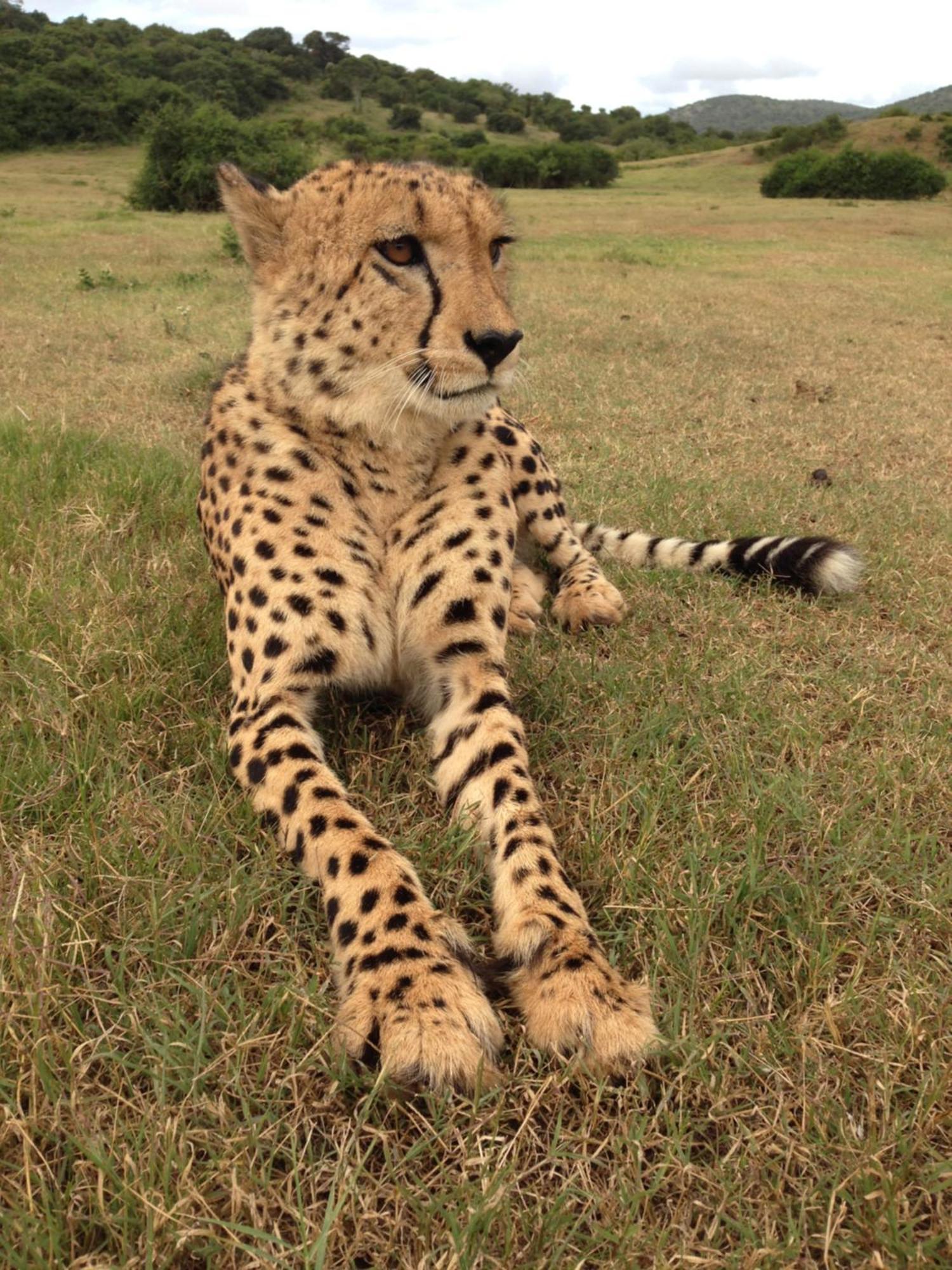 Hopewell Private Game Reserve Buyskloof エクステリア 写真