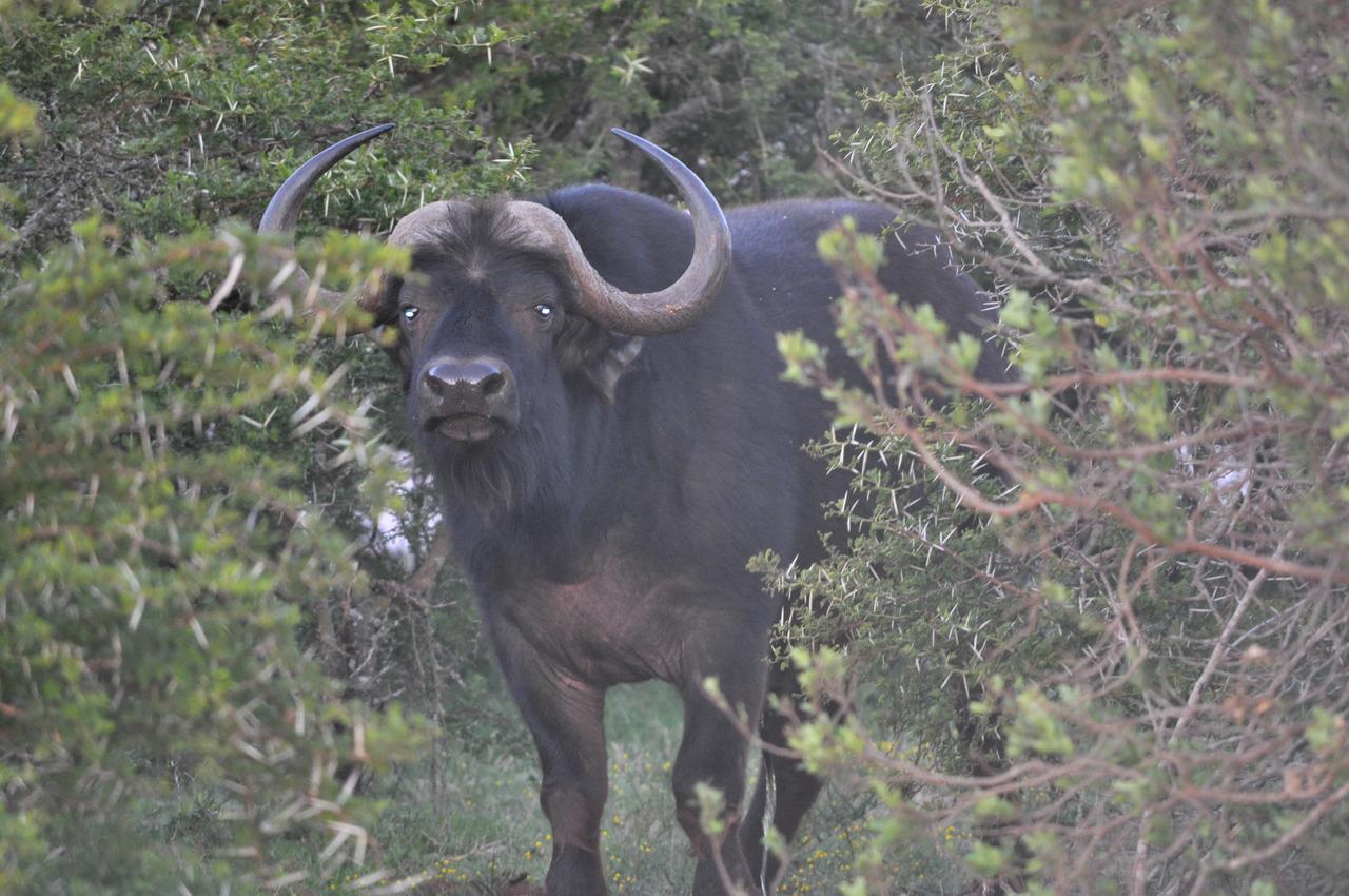 Hopewell Private Game Reserve Buyskloof エクステリア 写真