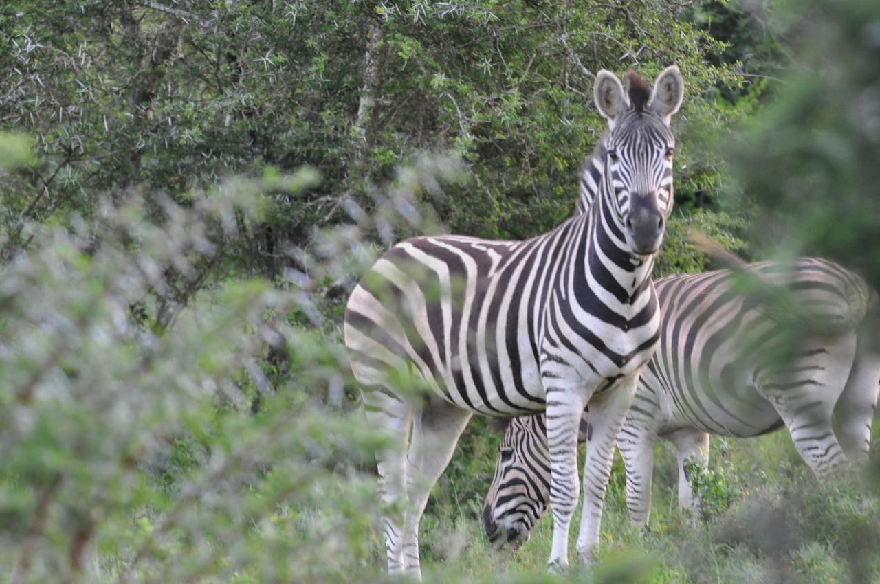 Hopewell Private Game Reserve Buyskloof エクステリア 写真