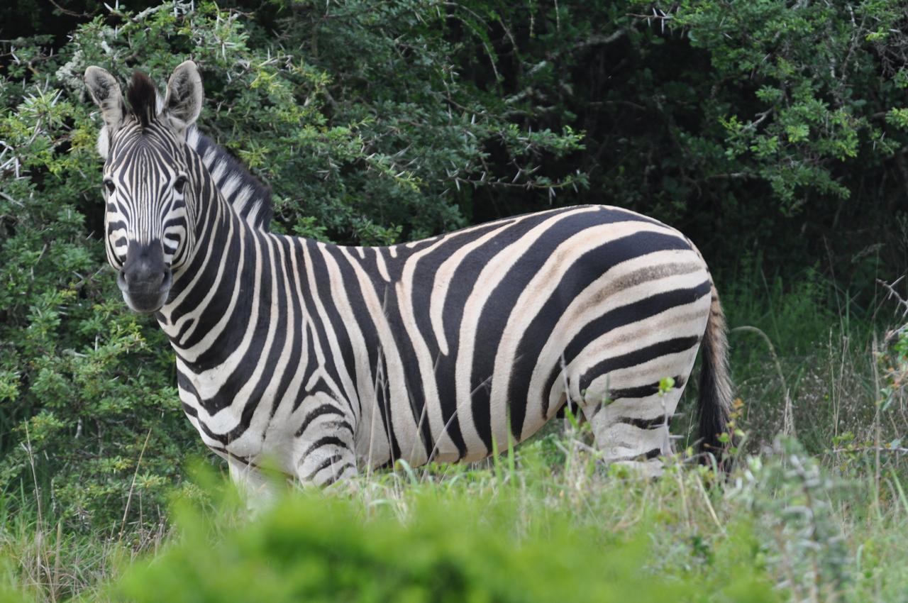 Hopewell Private Game Reserve Buyskloof エクステリア 写真