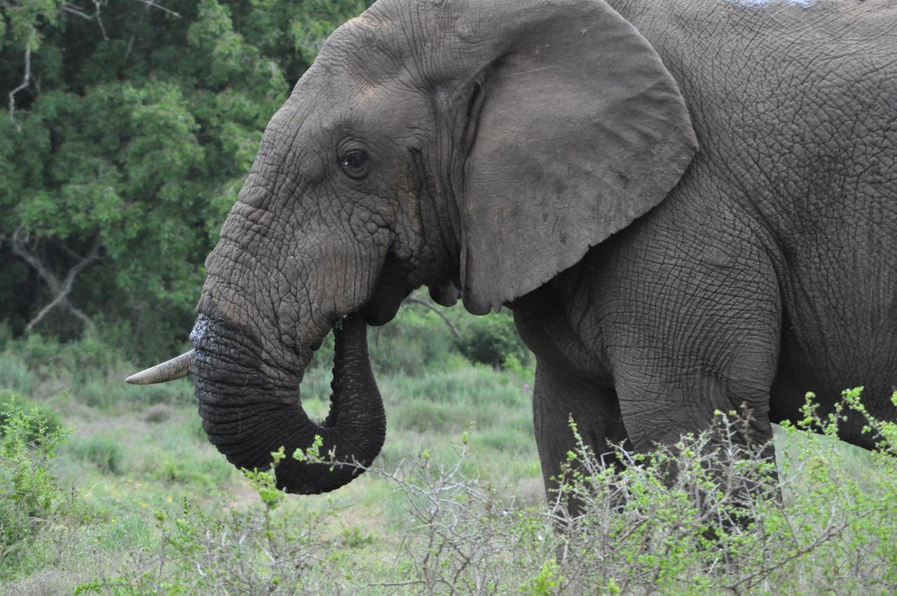 Hopewell Private Game Reserve Buyskloof エクステリア 写真